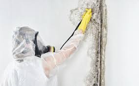 Why You Should Choose Our Mold Remediation Services in The Woodlands, TX